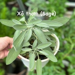 [CHỈ GIAO HCM - GIA VỊ TƯƠI] CÂY GIA VỊ ÂU DỄ TRỒNG TẠI VN, trồng sẵn phát triển ổn định, mùi thơm giá rẻ, cây hương liệu