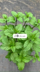 [CHỈ GIAO HCM - GIA VỊ TƯƠI] CÂY GIA VỊ ÂU DỄ TRỒNG TẠI VN, trồng sẵn phát triển ổn định, mùi thơm giá rẻ, cây hương liệu