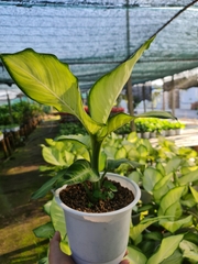 CÂY THIÊN HOÀNG, (cao 35cm), cây phong thủy hút tài lộc để bàn mini GIÁ RẺ, lọc không khí, Cây Tươi Nguyên CTN0110
