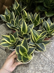 CÂY LƯỠI HỔ BÚP SEN, (cao 10cm), Màu Xanh, cây cảnh Trong nhà, kiểng lá mini để bàn Văn phòng đẹp, GIÁ RẺ, Cây Tươi Nguyên