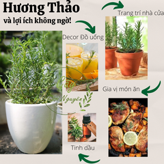 GIỐNG CÂY HƯƠNG THẢO (Rosemary), (cao 15-20cm), thuần khí hậu nóng Sài Gòn, cây hương liệu, Cây Tươi Nguyên CTN0750