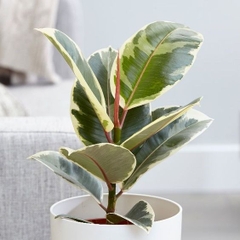 CÂY ĐA CẨM THẠCH (VAR), (cao 30cm), cây phong thủy hút tài lộc để bàn mini GIÁ RẺ, lọc không khí, Cây Tươi Nguyên CTN0200