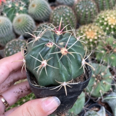 CÂY XƯƠNG RỒNG MINI ĐỒNG GIÁ, Size bé 3~5cm, NHIỀU LOẠI cây trang trí bàn, lọc không khí, dễ trồng, Cây Tươi Nguyên