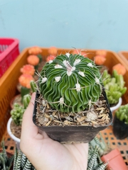 CÂY XƯƠNG RỒNG TRÚC NGỌC ,(cao 3cm), xương rồng sen đá mini để bàn, trang trí sân vườn tiểu cảnh, dễ trồng, lọc không khí, Cây Tươi Nguyên CTN1520