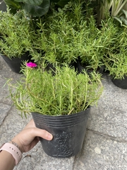 CÂY HOA MƯỜI GIỜ MỸ KÉP, (cao 20cm), Cây cảnh, dễ trồng GIÁ RẺ, nở quanh năm, Cây Tươi Nguyên CTN0530
