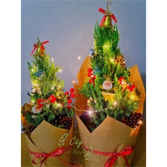 [GIAO HOẢ TỐC] CÂY SƠN TÙNG, (cao 30-40cm), cây Noel mini, cây Noel thật để bàn, cây Giáng sinh, Cây Tươi Nguyên CTN0720