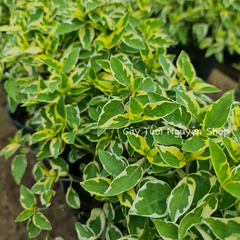 CÂY NGỌC BÍCH CẨM THẠCH ,(cao 15cm), cây cảnh trồng sân vườn, trang trí lối đi, dễ trồng GIÁ RẺ, lọc không khí, Cây Tươi Nguyên CTN1160