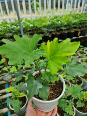CÂY TRẦU BÀ THANH XUÂN Size nhỏ, (cao 25cm), cây phong thủy hút tài lộc để bàn mini GIÁ RẺ, lọc không khí, Cây Tươi Nguyên CTN0190
