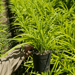CÂY LÁ DỨA THÁI SỌC VÀNG, (cao 20cm), cây giống trồng cảnh trang trí sân vườn, ban công, dễ trồng GIÁ RẺ, Cây Tươi Nguyên