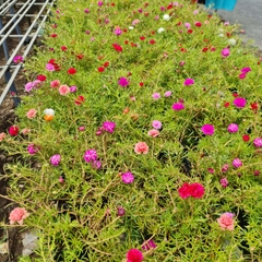 CÂY HOA MƯỜI GIỜ MỸ KÉP, (cao 20cm), Cây cảnh, dễ trồng GIÁ RẺ, nở quanh năm, Cây Tươi Nguyên CTN0530