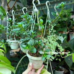[CHẬU TREO] CÂY CÁ VÀNG, (cao 10cm), cây cảnh Trong nhà, kiểng lá mini để bàn Văn phòng đẹp, GIÁ RẺ, lọc không khí, Cây Tươi Nguyên