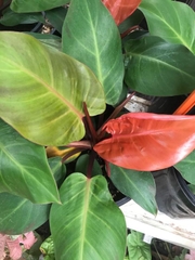 CÂY TRẦU BÀ ĐẾ VƯƠNG Đỏ, (cao 35cm), cây phong thủy hút tài lộc để bàn mini GIÁ RẺ, lọc không khí, Cây Tươi Nguyên CTN0020