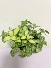 [Mua 2 giảm 15K ship] CÂY CẨM NHUNG FITTONIA (cây may mắn), (cao 5cm), cây phong thủy hút tài lộc để bàn mini GIÁ RẺ, lọc không khí, Cây Tươi Nguyên CTN0140