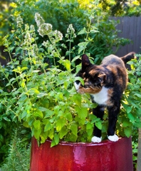 [CHỈ GIAO MIỀN NAM] CÂY BẠC HÀ MÈO- CATNIP, cỏ mèo (cao 25cm), giúp mèo "phê pha" xả stress, cây có sẵn chậu nhựa ổn định, ngắt lá dùng lâu dài, Cây Tươi Nguyên