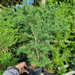 CÂY LINH SAM 86 HOA TÍM NHỎ (1 gốc thô), (cao 20-40cm), cây cảnh trồng sân vườn, làm bonsai tiểu cảnh, dễ trồng GIÁ RẺ, lọc không khí, Cây Tươi Nguyên CTN1270