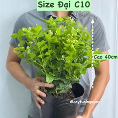 CÂY HOA LÀI TA CÁNH KÉP Hoa thơm, (cao 25cm), Hoa giống sân vườn, ban công, dễ trồng RẺ, nở quanh năm, Cây Tươi Nguyên