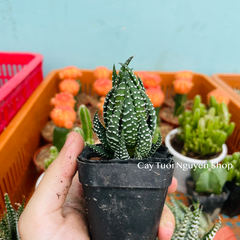 CÂY XƯƠNG RỒNG MINI ĐỒNG GIÁ, Size bé 3~5cm, NHIỀU LOẠI cây trang trí bàn, lọc không khí, dễ trồng, Cây Tươi Nguyên