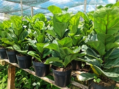 CÂY BÀNG SINGAPORE MINI ,(cao 20-25cm), cây phong thủy hút tài lộc để bàn mini GIÁ RẺ, lọc không khí, Cây Tươi Nguyên CNT0490