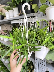 CÂY CẨM CÙ TRÚC MÂY Size MINI, (cao 10cm), Cây cảnh, dễ trồng GIÁ RẺ, nở quanh năm, Cây Tươi Nguyên CTN0950