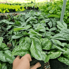 CÂY TRẦU BÀ LỤA CHẬU NHỰA Scindapsus Pictus Exotica, (cao 10cm), cây cảnh Trong nhà, kiểng mini để bàn, Cây Tươi Nguyên