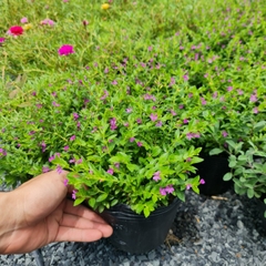 CÂY HOA CẨM TÚ MAI, (cao 20cm), Cây cảnh, dễ trồng GIÁ RẺ, nở quanh năm, Cây Tươi Nguyên CTN0290