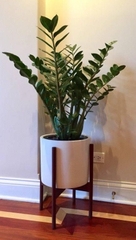 [CHỈ GIAO HCM] CÂY KIM TIỀN SIZE LỚN ,(cao 50cm), cây cảnh Trong nhà, kiểng lá decor, GIÁ RẺ, lọc không khí, Cây Tươi
