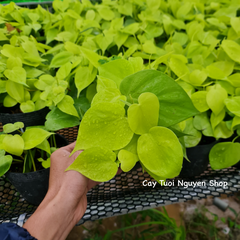 CÂY TRẦU BÀ TIM CHẬU NHỰA Philodendron Lemon Lime, (cao 10cm), cây cảnh Trong nhà, kiểng lá mini để bàn Cây Tươi Nguyên