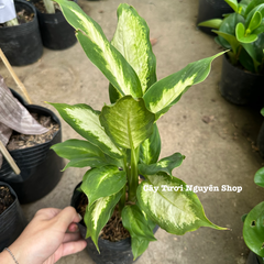 CÂY SAO SÁNG ,(cao 25cm), cây cảnh Trong nhà, kiểng lá mini để bàn Văn phòng đẹp, GIÁ RẺ, lọc không khí, Cây Tươi Nguyên CTN1526