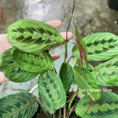 CÂY ĐUÔI CÔNG XƯƠNG CÁ ĐỎ Maranta Leuconeura, (cao 10cm), cây cảnh Trong nhà, kiểng lá mini để bàn, Cây Tươi Nguyên