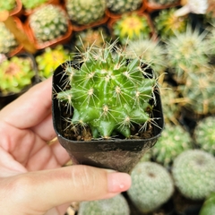 CÂY XƯƠNG RỒNG MINI ĐỒNG GIÁ, Size bé 3~5cm, NHIỀU LOẠI cây trang trí bàn, lọc không khí, dễ trồng, Cây Tươi Nguyên