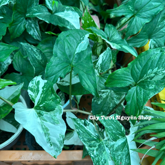 CÂY SYNGONIUM ALBO VAR, (cao 15cm), cây cảnh trong nhà, kiểng lá mini để bàn, văn phòng đẹp, GIÁ RẺ, lọc không khí, Cây Tươi Nguyên CTN1523