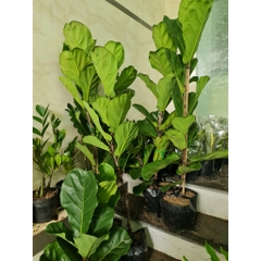 CÂY BÀNG SINGAPORE LỚN, (cao 100-120cm), phong thuỷ để bàn mini GIÁ RẺ, lọc không khí, Cây Tươi Nguyên CTN0172