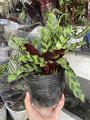 CÂY ĐUÔI PHỤNG ĐỎ Nhỏ, (cao 10cm), cây phong thủy hút tài lộc để bàn mini GIÁ RẺ, lọc không khí, Cây Tươi Nguyên CTN0030