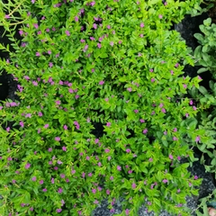 CÂY HOA CẨM TÚ MAI, (cao 20cm), Cây cảnh, dễ trồng GIÁ RẺ, nở quanh năm, Cây Tươi Nguyên CTN0290
