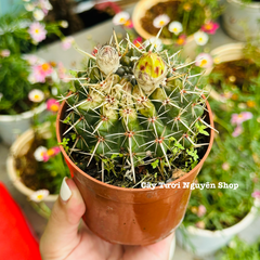 CÂY XƯƠNG RỒNG VUA SƯ TỬ, (cao 7cm), xương rồng sen đá mini để bàn, trang trí sân vườn tiểu cảnh, dễ trồng, lọc không khí, Cây Tươi Nguyên CTN1529