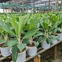 CÂY BẠCH MÃ HOÀNG TỬ, (cao 30cm), cây phong thủy hút tài lộc để bàn mini GIÁ RẺ, lọc không khí, Cây Tươi Nguyên CTN0350