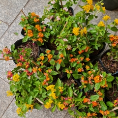 [CHỈ GIAO HCM] CÂY HOA NGŨ SẮC NHIỀU MÀU, (cao 15cm), Cây cảnh, dễ trồng GIÁ RẺ, nở quanh năm, Cây Tươi Nguyên CTN0870