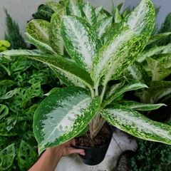 CÂY HUY HOÀNG, (cao 40cm), cây phong thủy hút tài lộc để bàn mini GIÁ RẺ, lọc không khí, Cây Tươi Nguyên CTN0770