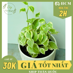 CÂY CÀNG CUA THÁI CẨM THẠCH, (cao 10cm), cây cảnh Trong nhà, kiểng lá mini để bàn Văn phòng đẹp, GIÁ RẺ, lọc không khí, Cây Tươi Nguyên CTN1515