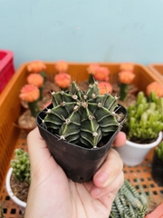 CÂY XƯƠNG RỒNG MINI ĐỒNG GIÁ, Size bé 3~5cm, NHIỀU LOẠI cây trang trí bàn, lọc không khí, dễ trồng, Cây Tươi Nguyên