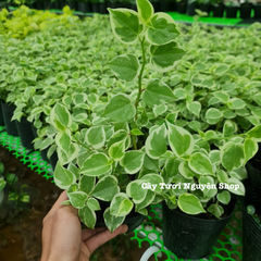 CÂY CÀNG CUA THÁI CẨM THẠCH, (cao 10cm), cây cảnh Trong nhà, kiểng lá mini để bàn Văn phòng đẹp, GIÁ RẺ, lọc không khí, Cây Tươi Nguyên CTN1515