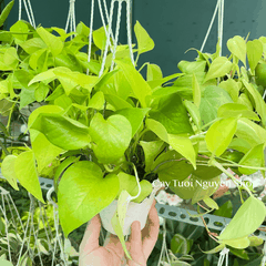 [CHẬU TREO] CÂY TRẦU BÀ THÁI VÀNG mini ,(cao 10cm), cây cảnh Trong nhà, kiểng lá để bàn, GIÁ RẺ, Cây Tươi Nguyên CTN1452