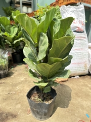 CÂY BÀNG SINGAPORE LỚN, (cao 100-120cm), phong thuỷ để bàn mini GIÁ RẺ, lọc không khí, Cây Tươi Nguyên CTN0172