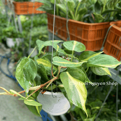 CÂY TRẦU BÀ BRASIL CHẬU TREO LỚN, cao 15cm), cây cảnh Trong nhà, kiểng lá mini để bàn đẹp, GIÁ RẺ, Cây Tươi Nguyên