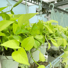 [CHẬU TREO] CÂY TRẦU BÀ THÁI VÀNG mini ,(cao 10cm), cây cảnh Trong nhà, kiểng lá để bàn, GIÁ RẺ, Cây Tươi Nguyên CTN1452