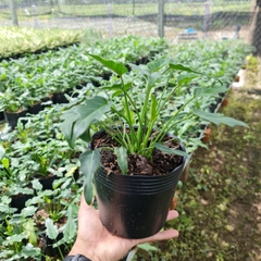 CÂY TRẦU BÀ CHÂN VỊT, (cao 15cm), cây phong thủy hút tài lộc để bàn mini GIÁ RẺ, lọc không khí, Cây Tươi Nguyên CTN0560