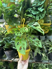 [CHẬU TREO] CÂY Ổ PHỤNG (TỔ QUẠ) mini, (cao 10cm), cây cảnh Trong nhà, kiểng lá để bàn, GIÁ RẺ, Cây Tươi Nguyên CTN1453