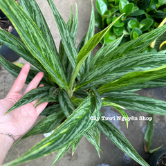 CÂY GIỮ TIỀN GIỐNG MỚI- Chậu lớn ,(cao 40cm), cây cảnh Trong nhà, kiểng lá mini để bàn Văn phòng đẹp, GIÁ RẺ, lọc không khí, Cây Tươi Nguyên CTN1532