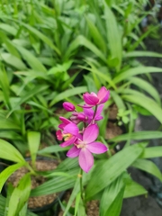 CÂY HOA ĐỊA LAN TÍM ,(cao 15cm), Cây cảnh, dễ trồng GIÁ RẺ, nở quanh năm, Cây Tươi Nguyên CTN0590
