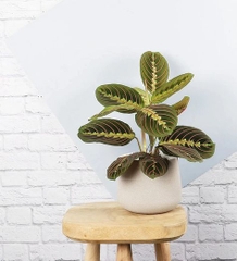 CÂY ĐUÔI CÔNG XƯƠNG CÁ ĐỎ Maranta Leuconeura, (cao 10cm), cây cảnh Trong nhà, kiểng lá mini để bàn, Cây Tươi Nguyên